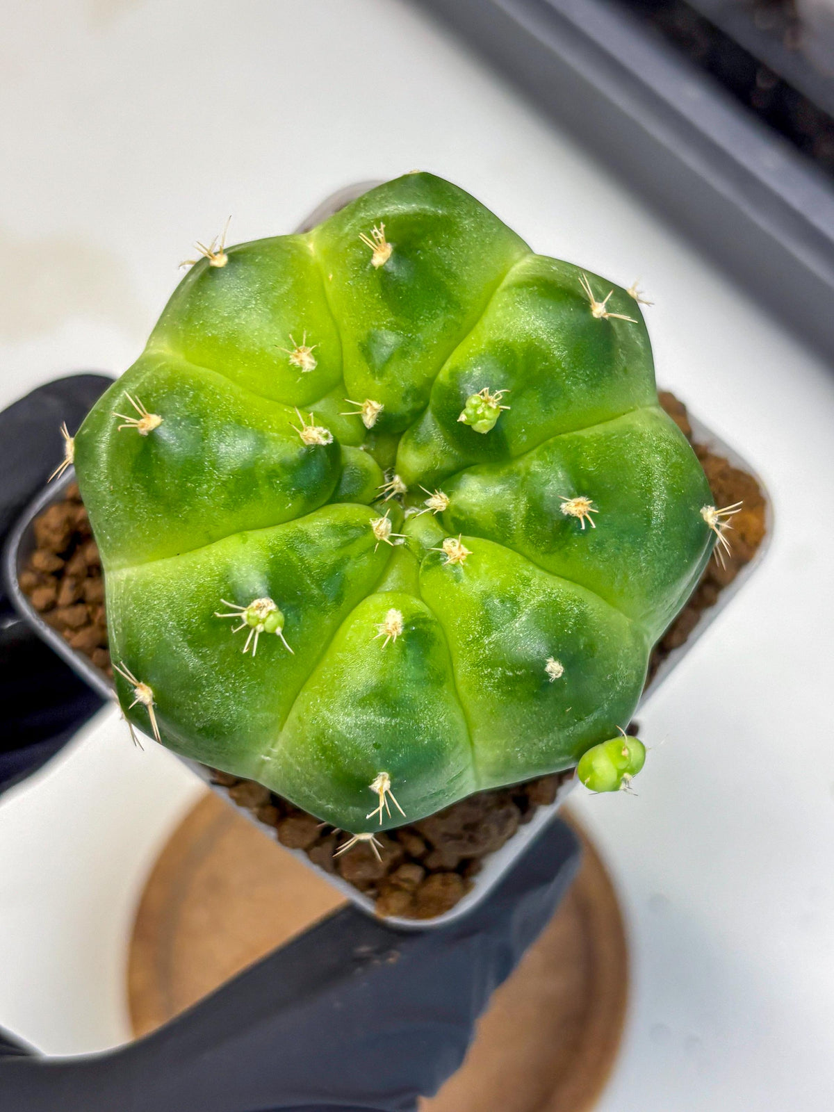 Gymnocalycium Green Marble (gy22) (6) | Hybrid Cactus