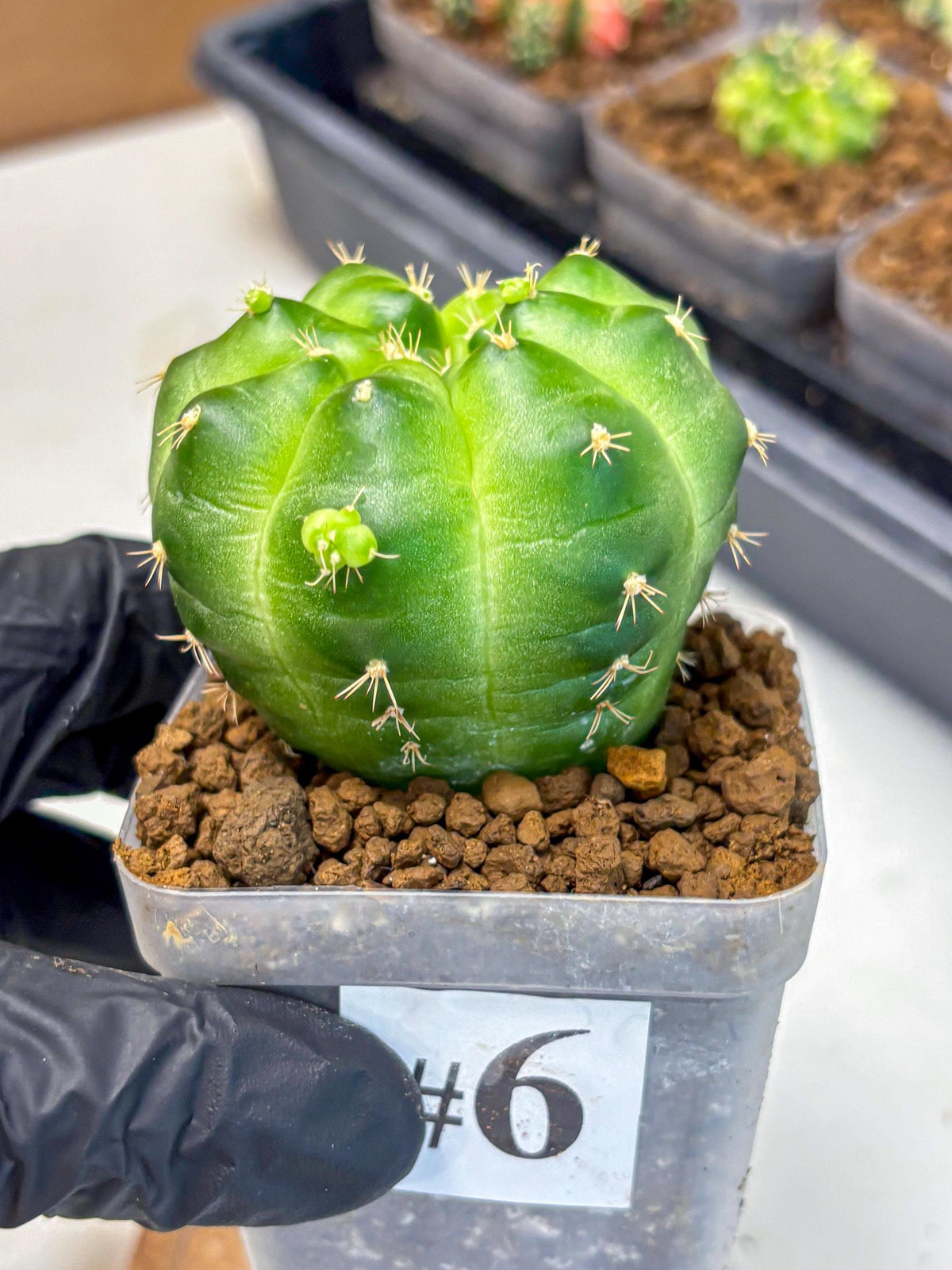 Gymnocalycium Green Marble (gy22) (6) | Hybrid Cactus
