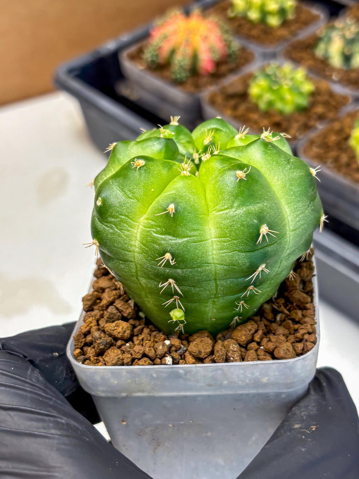 Gymnocalycium Green Marble (gy22) (6) | Hybrid Cactus