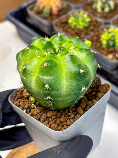 Gymnocalycium Green Marble (gy22) (6) | Hybrid Cactus