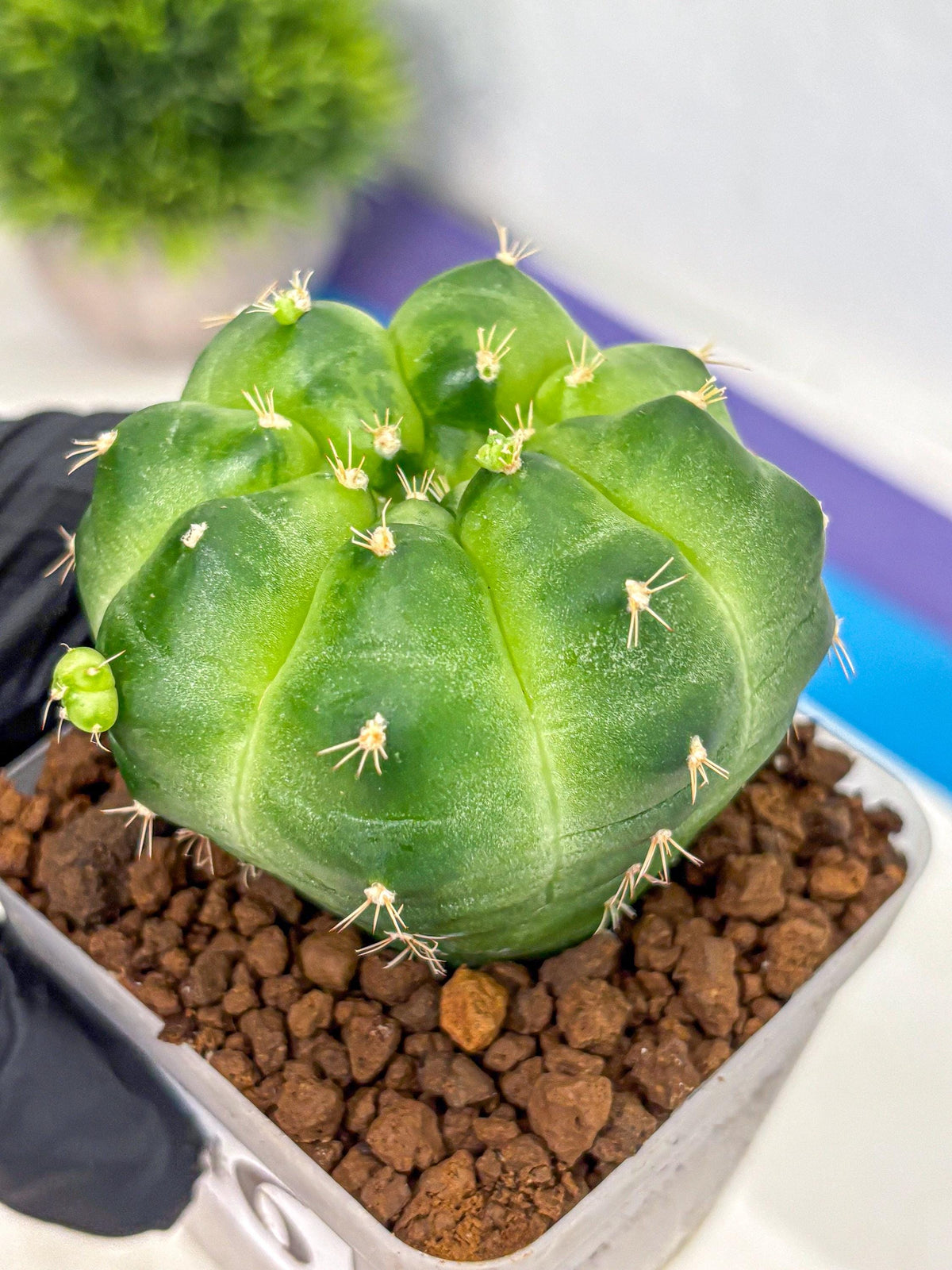 Gymnocalycium Green Marble (gy22) (6) | Hybrid Cactus