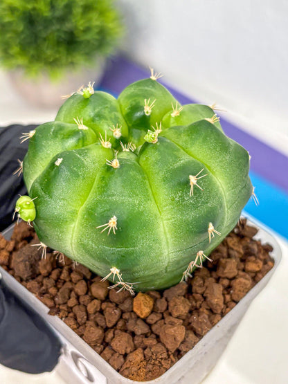 Gymnocalycium Green Marble (gy22) (6) | Hybrid Cactus