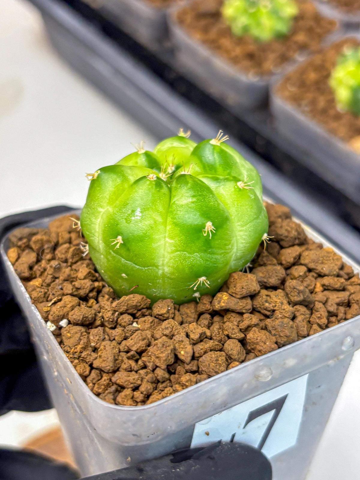 Gymnocalycium Green Marble (gy22) (7) | Hybrid Cactus