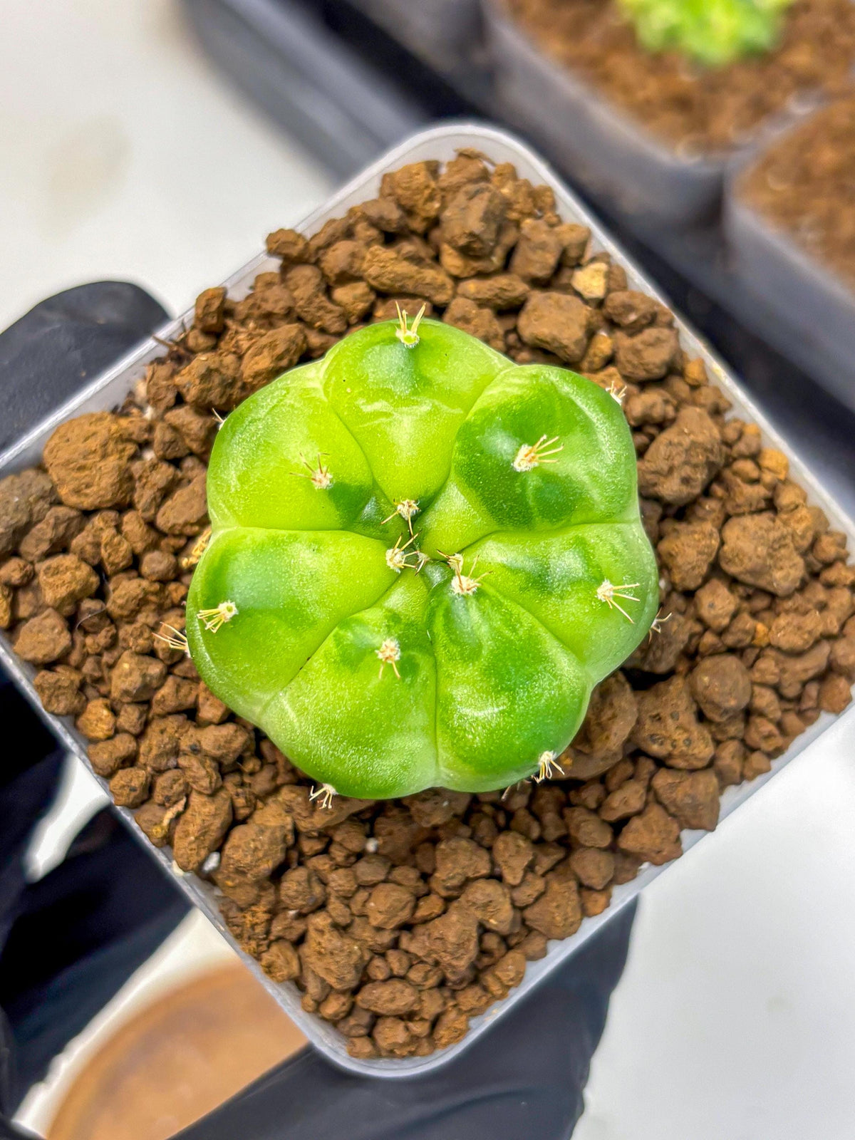 Gymnocalycium Green Marble (gy22) (7) | Hybrid Cactus