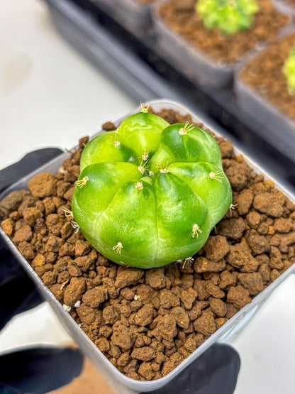 Gymnocalycium Green Marble (gy22) (7) | Hybrid Cactus