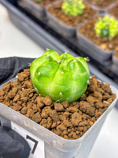 Gymnocalycium Green Marble (gy22) (7) | Hybrid Cactus