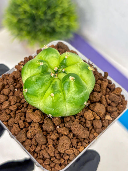 Gymnocalycium Green Marble (gy22) (7) | Hybrid Cactus