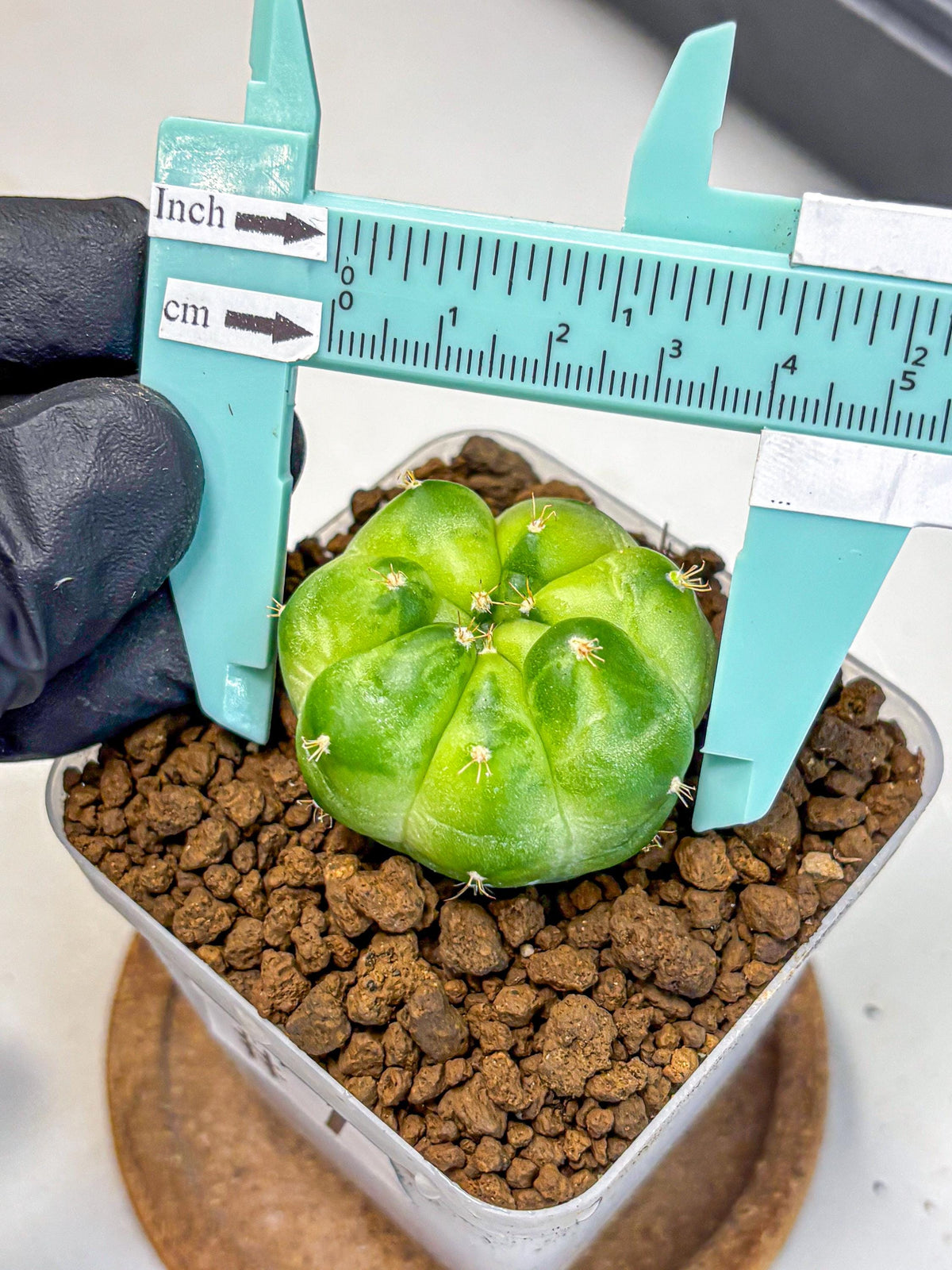 Gymnocalycium Green Marble (gy22) (7) | Hybrid Cactus