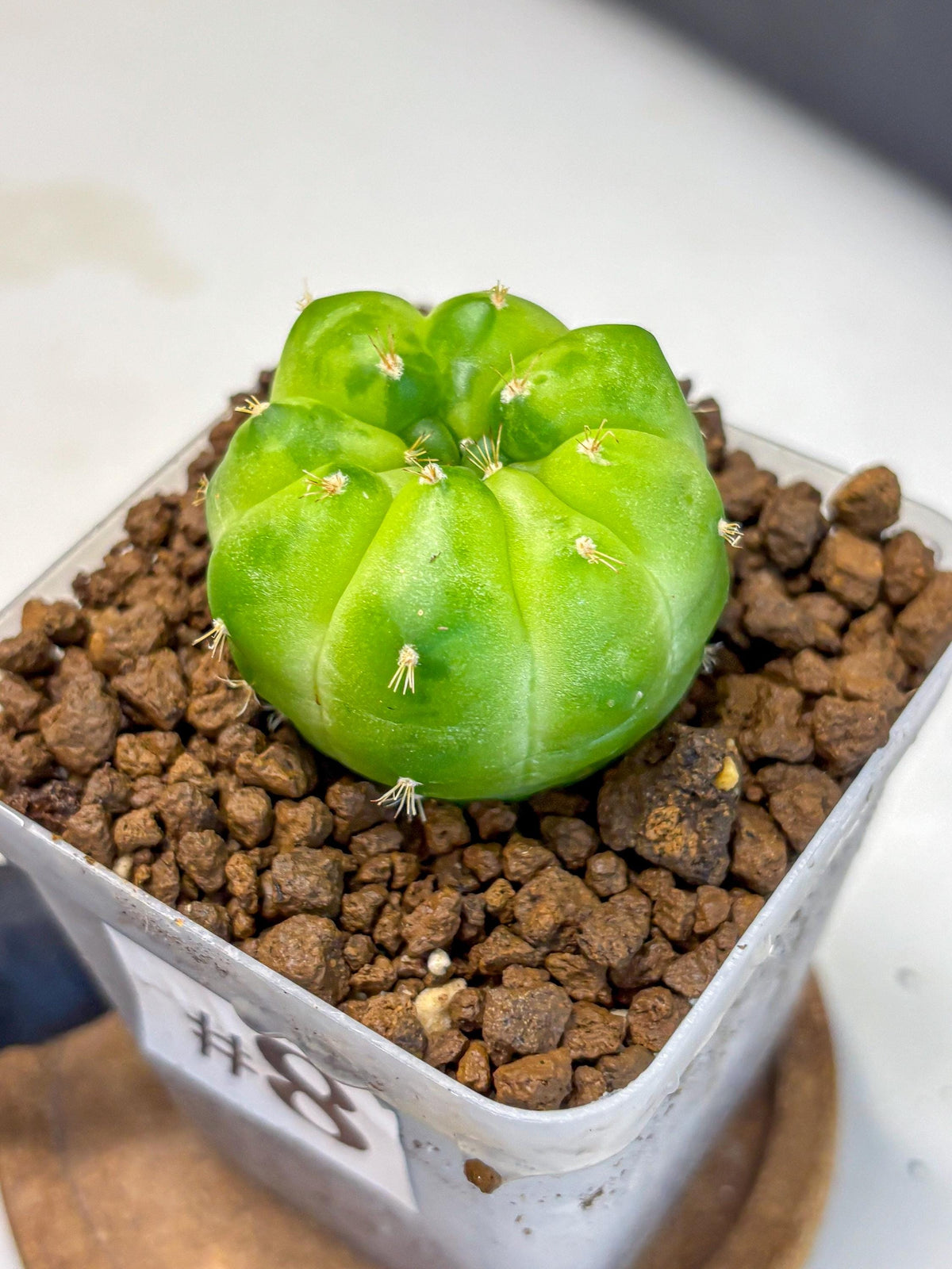 Gymnocalycium Green Marble (gy22) (8) | Hybrid Cactus