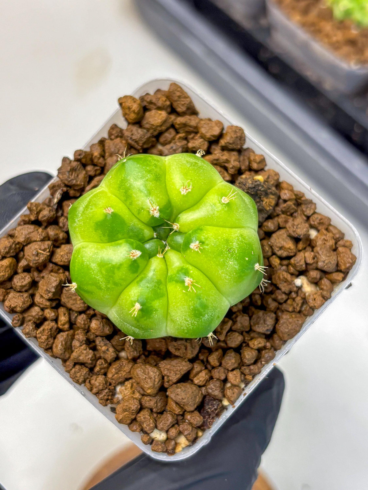 Gymnocalycium Green Marble (gy22) (8) | Hybrid Cactus