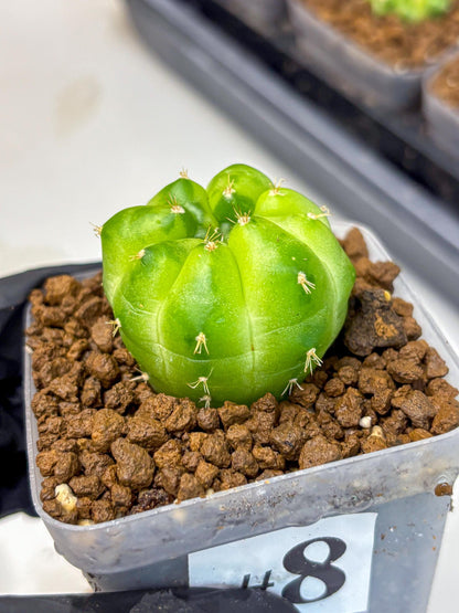 Gymnocalycium Green Marble (gy22) (8) | Hybrid Cactus