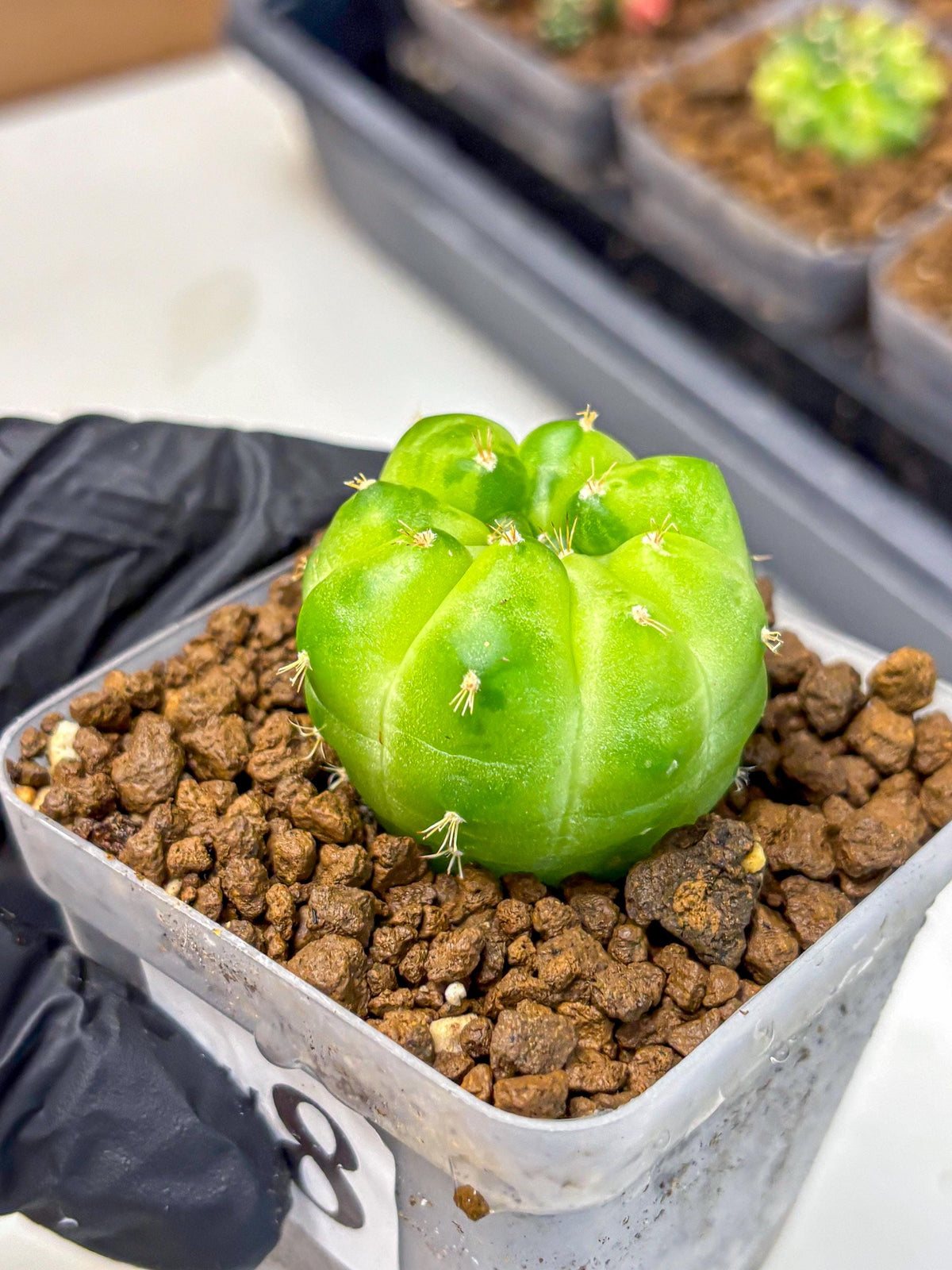 Gymnocalycium Green Marble (gy22) (8) | Hybrid Cactus