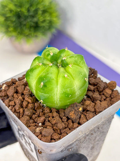 Gymnocalycium Green Marble (gy22) (8) | Hybrid Cactus