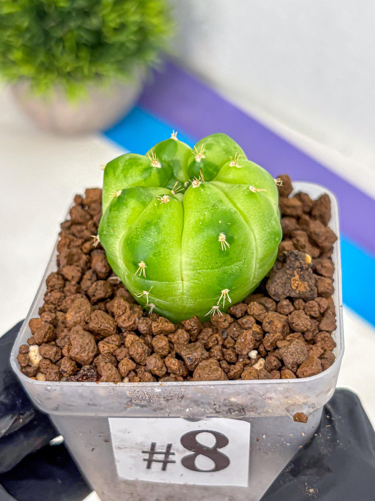 Gymnocalycium Green Marble (gy22) (8) | Hybrid Cactus