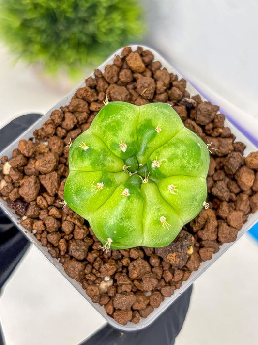 Gymnocalycium Green Marble (gy22) (8) | Hybrid Cactus