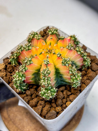 Gymnocalycium Red Chili (gy22) (18) | Special Hybrid cactus