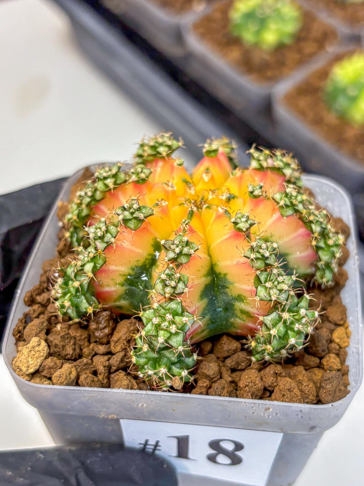 Gymnocalycium Red Chili (gy22) (18) | Special Hybrid cactus