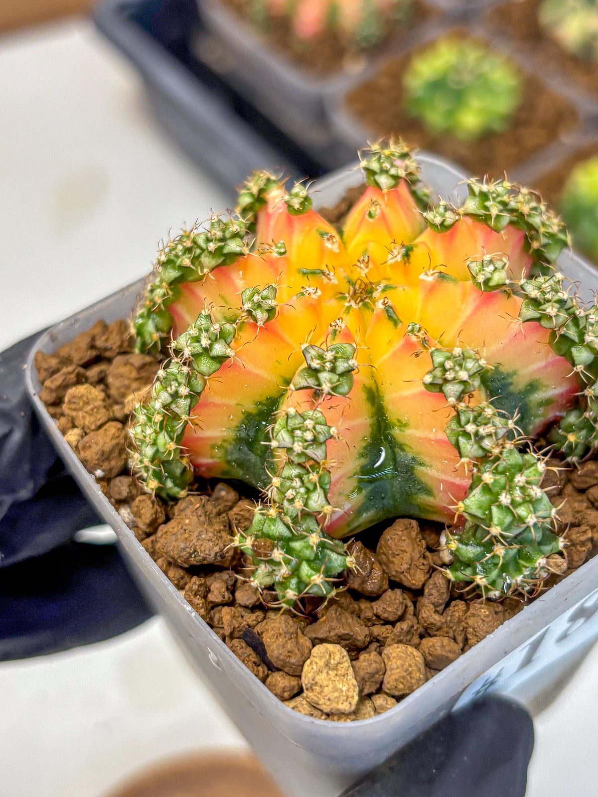 Gymnocalycium Red Chili (gy22) (18) | Special Hybrid cactus