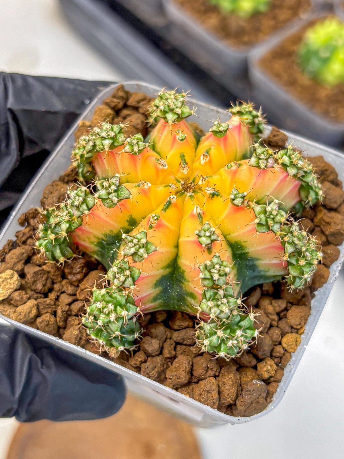Gymnocalycium Red Chili (gy22) (18) | Special Hybrid cactus