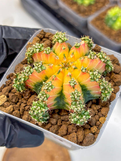 Gymnocalycium Red Chili (gy22) (18) | Special Hybrid cactus