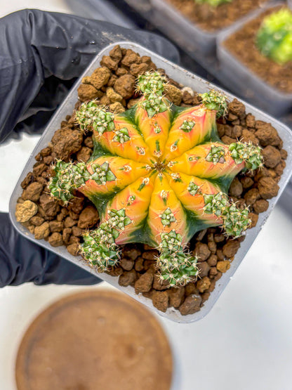 Gymnocalycium Red Chili (gy22) (18) | Special Hybrid cactus