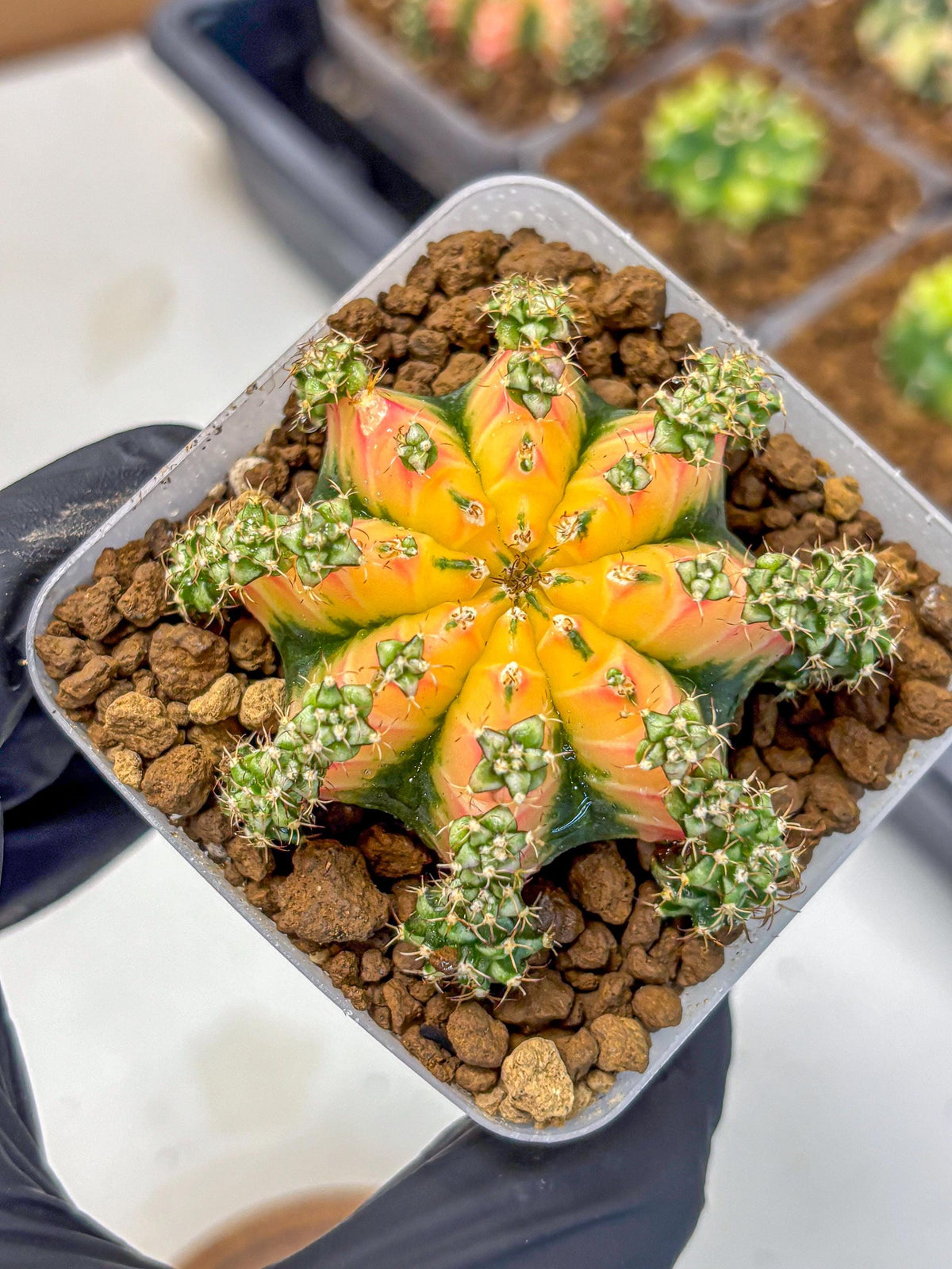 Gymnocalycium Red Chili (gy22) (18) | Special Hybrid cactus