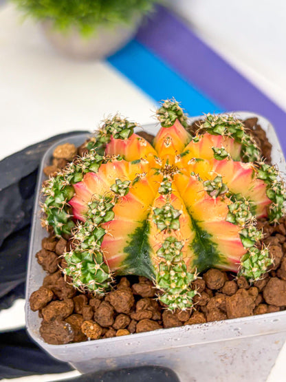 Gymnocalycium Red Chili (gy22) (18) | Special Hybrid cactus