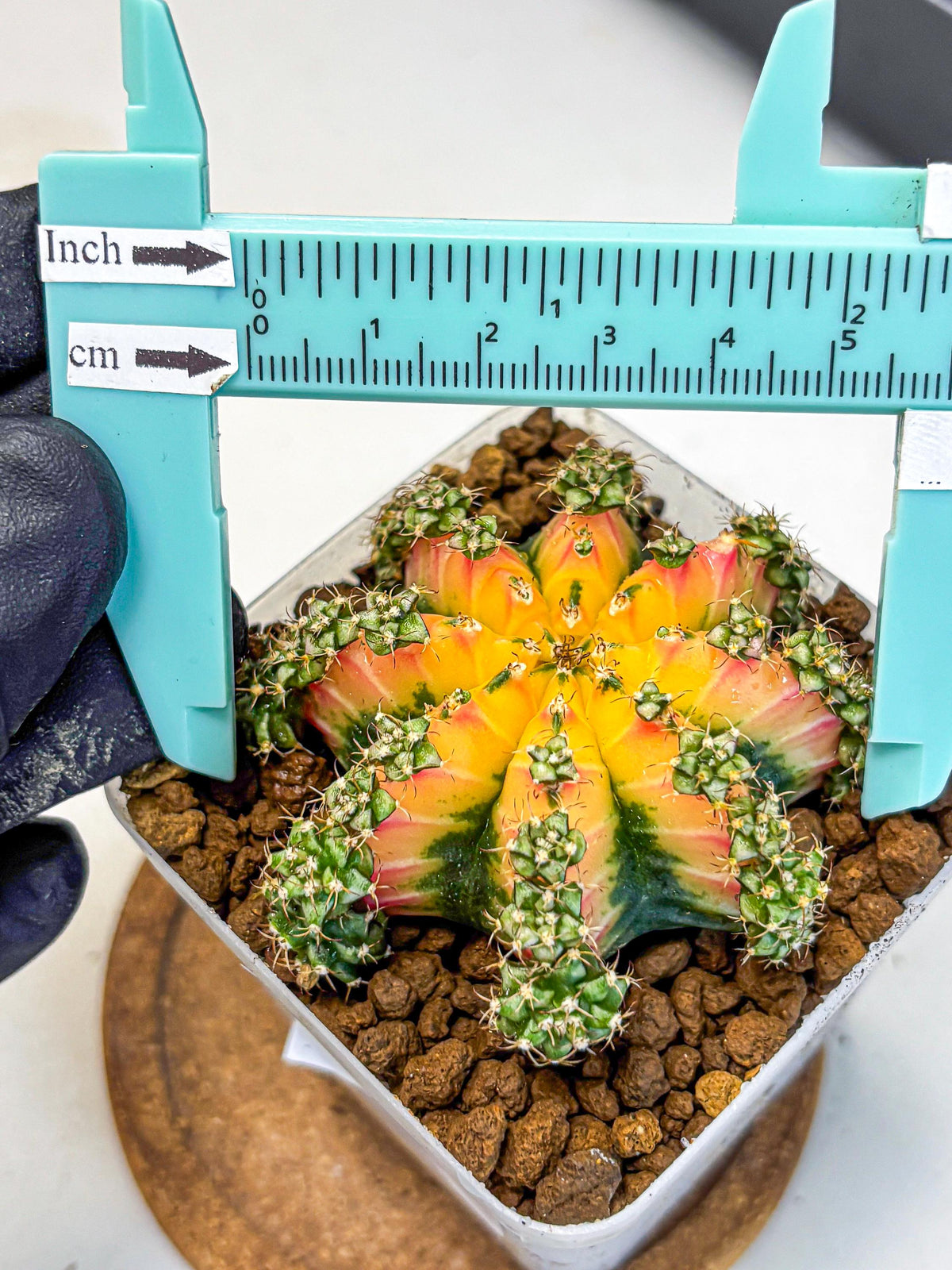 Gymnocalycium Red Chili (gy22) (18) | Special Hybrid cactus