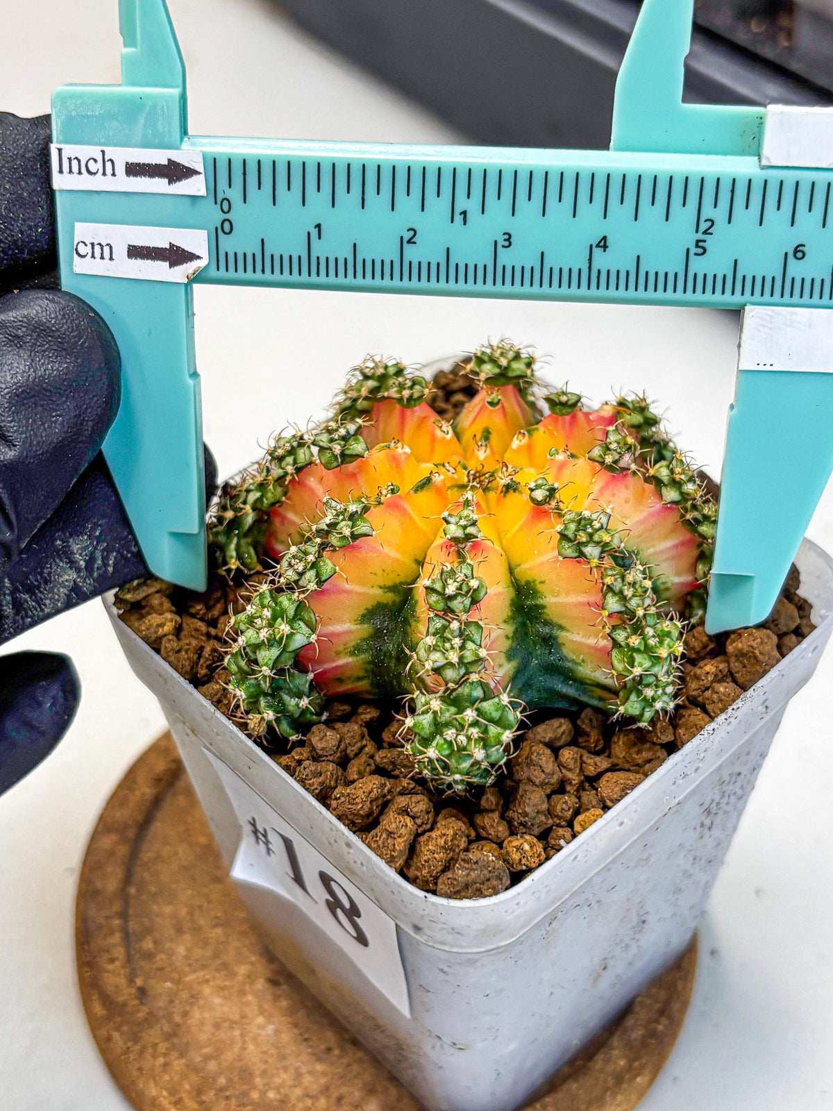 Gymnocalycium Red Chili (gy22) (18) | Special Hybrid cactus