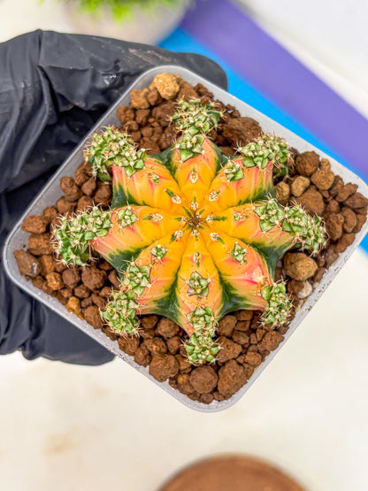 Gymnocalycium Red Chili (gy22) (18) | Special Hybrid cactus