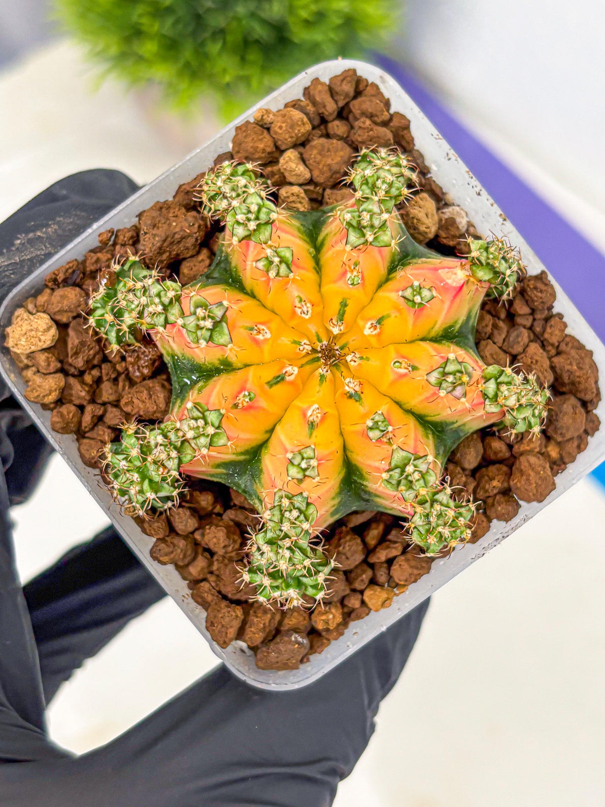 Gymnocalycium Red Chili (gy22) (18) | Special Hybrid cactus
