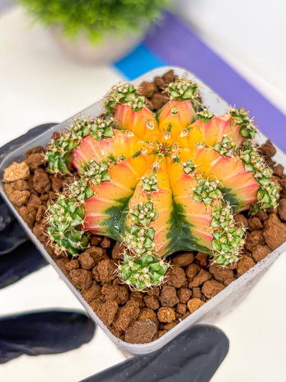 Gymnocalycium Red Chili (gy22) (18) | Special Hybrid cactus