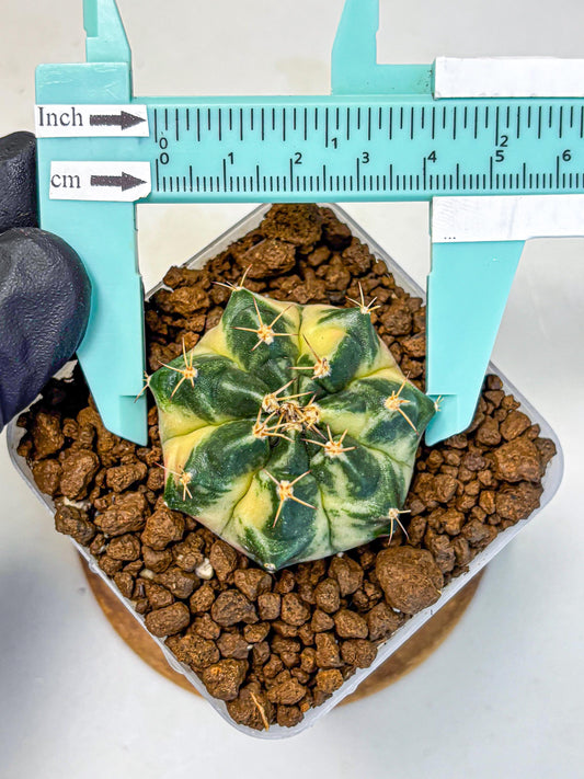 Gymnocalycium Giant Pumpkin (gy22) (9) | Special Hybrid cactus