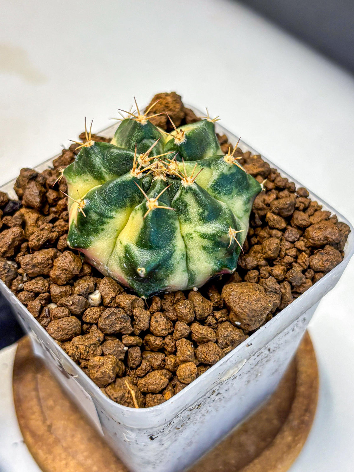 Gymnocalycium Giant Pumpkin (gy22) (9) | Special Hybrid cactus