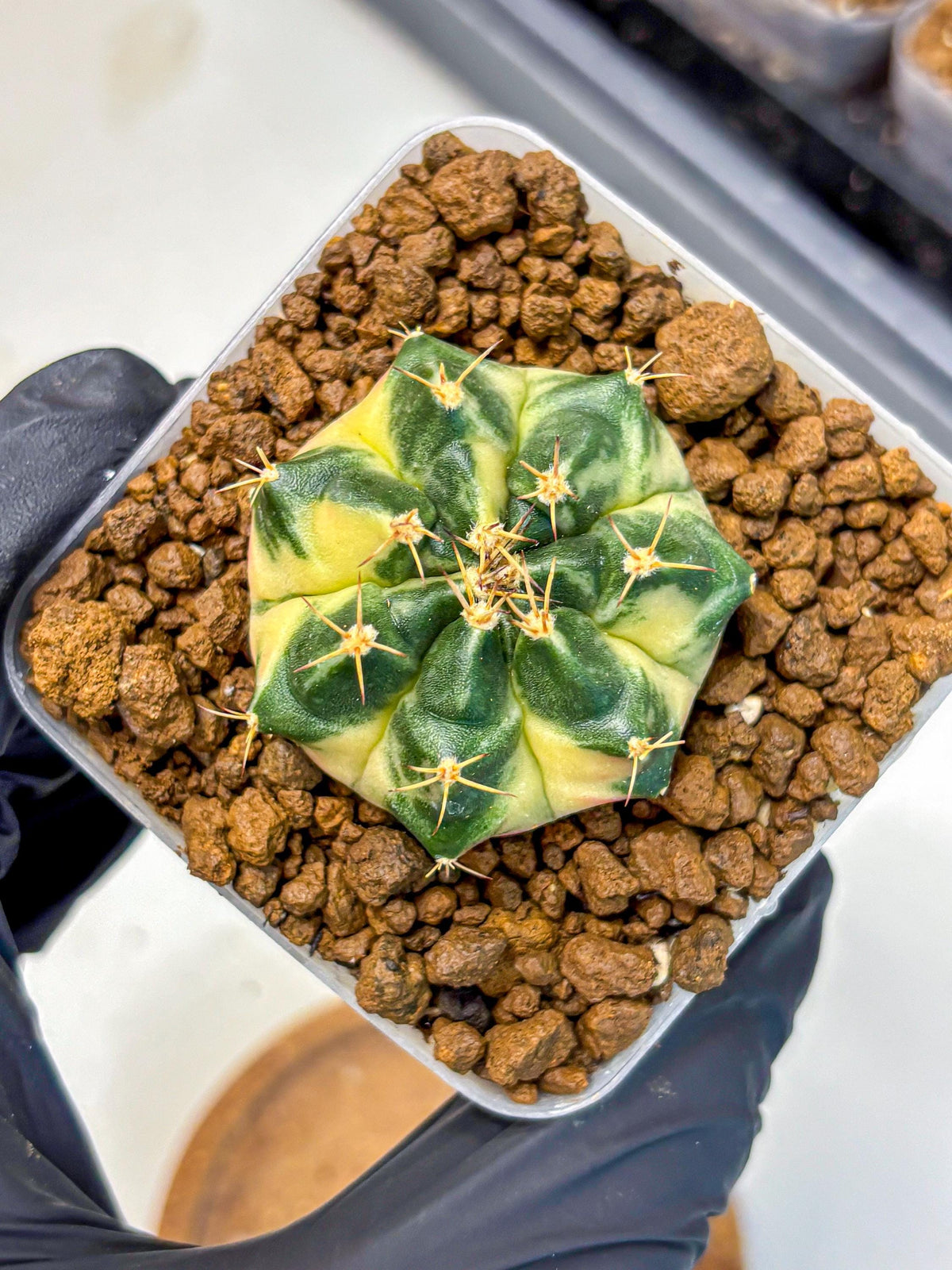 Gymnocalycium Giant Pumpkin (gy22) (9) | Special Hybrid cactus