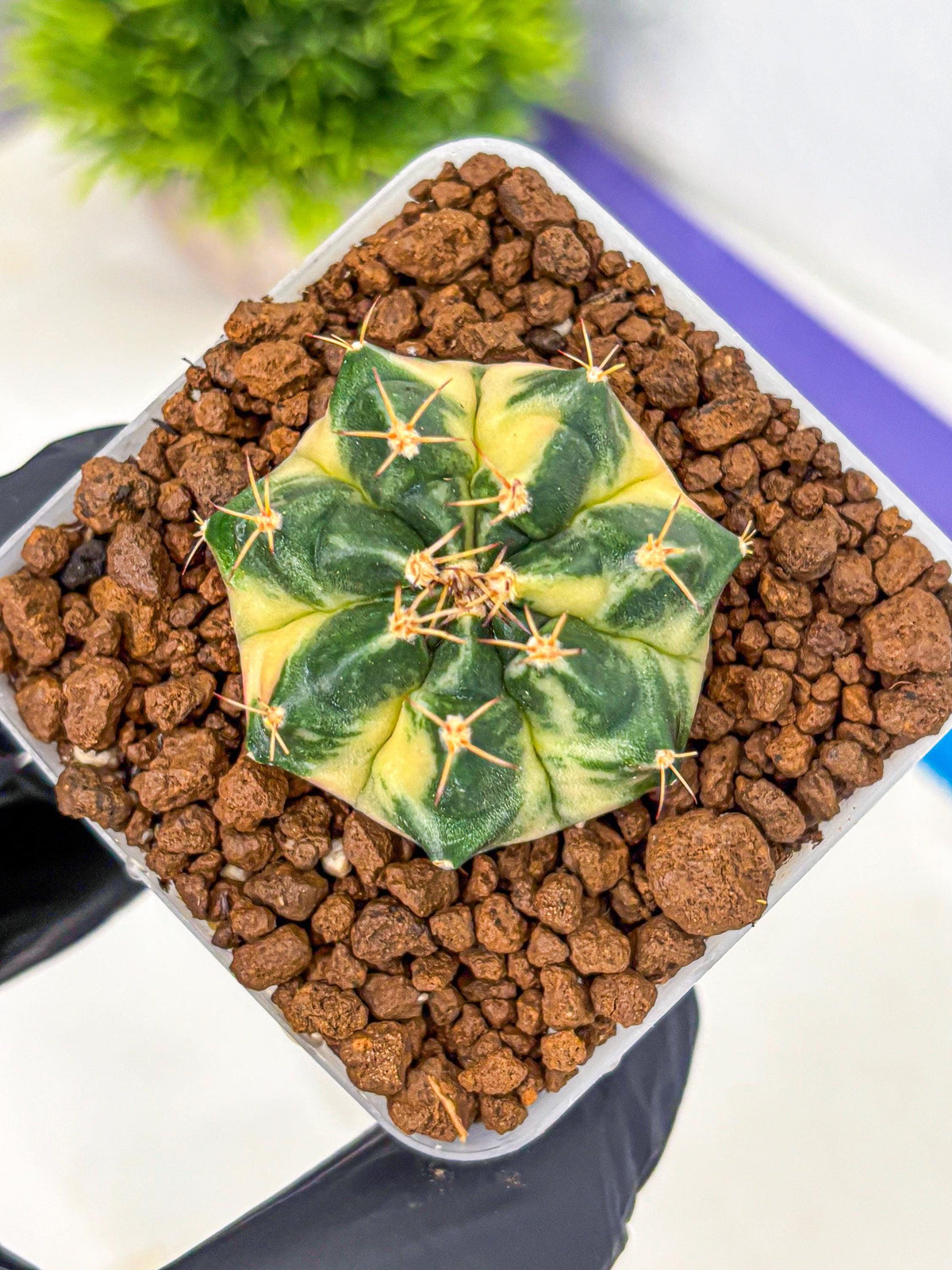Gymnocalycium Giant Pumpkin (gy22) (9) | Special Hybrid cactus