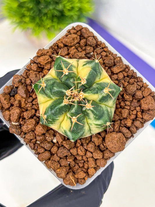 Gymnocalycium Giant Pumpkin (gy22) (9) | Special Hybrid cactus