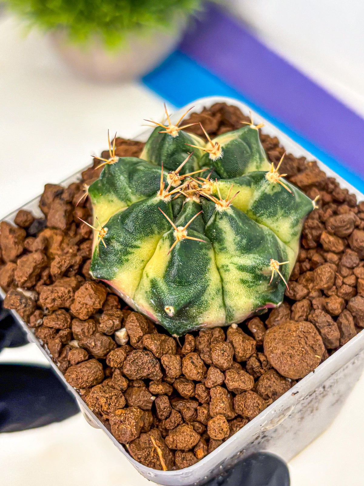 Gymnocalycium Giant Pumpkin (gy22) (9) | Special Hybrid cactus