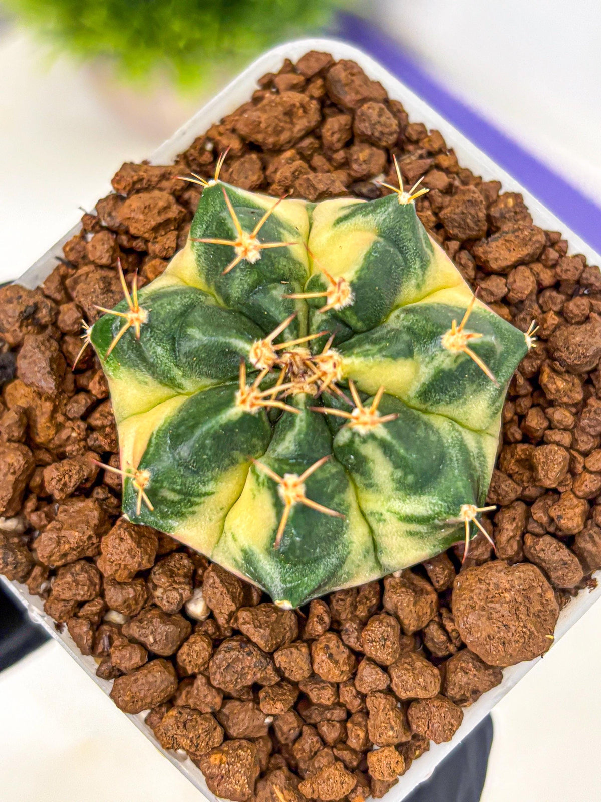 Gymnocalycium Giant Pumpkin (gy22) (9) | Special Hybrid cactus