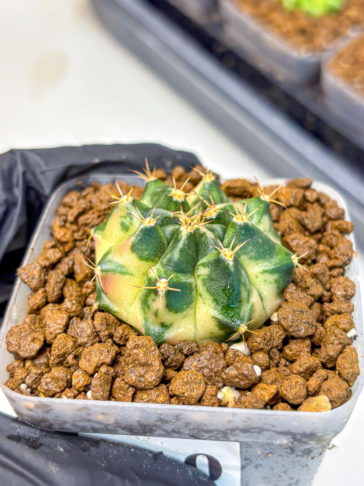 Gymnocalycium Giant Pumpkin (gy22) (10) | Special Hybrid cactus