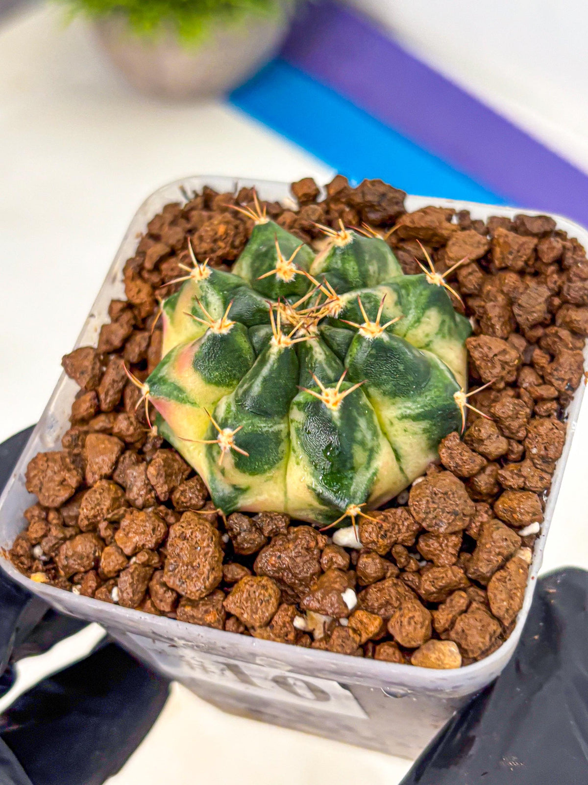 Gymnocalycium Giant Pumpkin (gy22) (10) | Special Hybrid cactus
