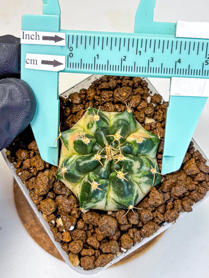 Gymnocalycium Giant Pumpkin (gy22) (10) | Special Hybrid cactus