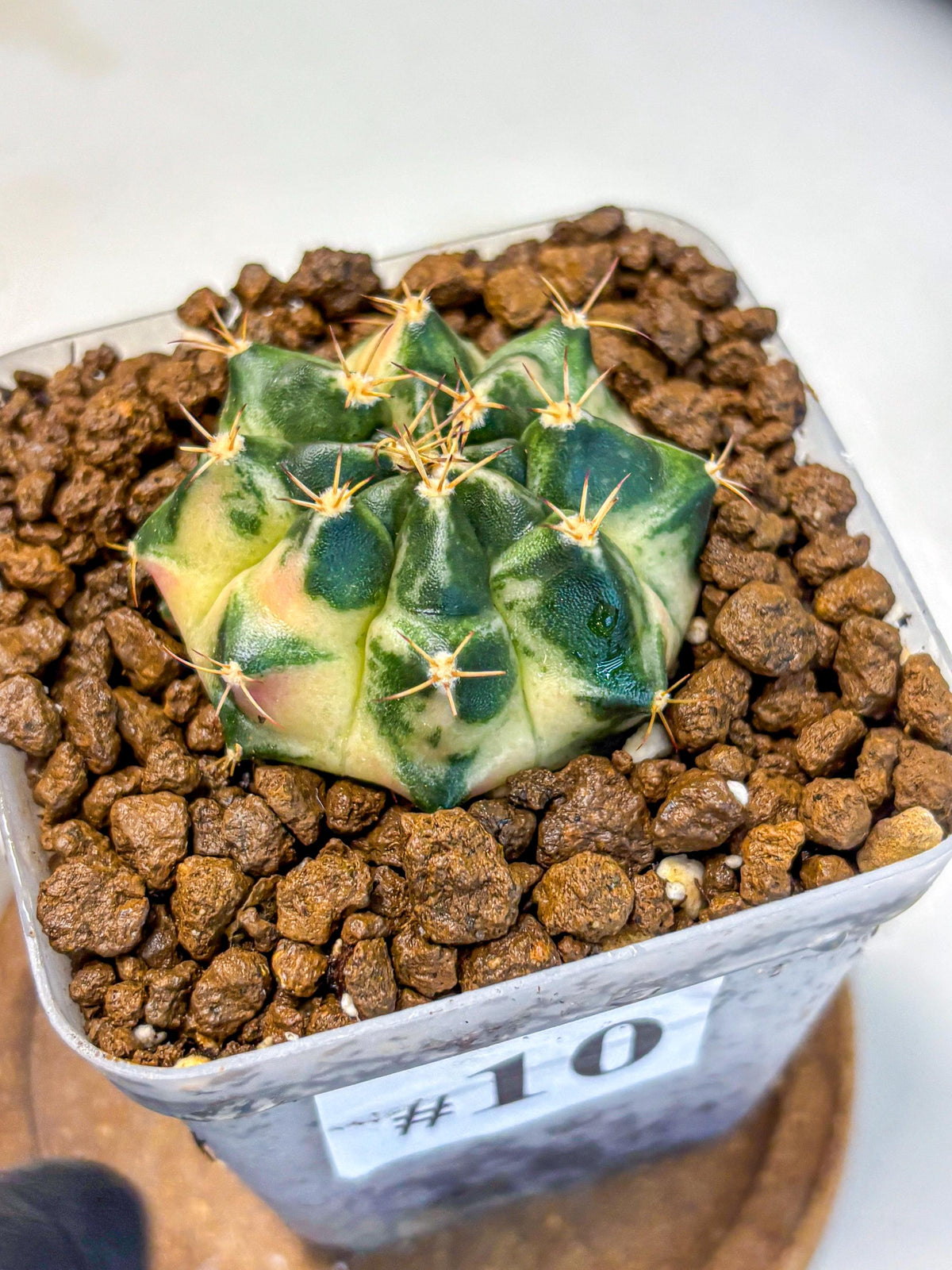 Gymnocalycium Giant Pumpkin (gy22) (10) | Special Hybrid cactus