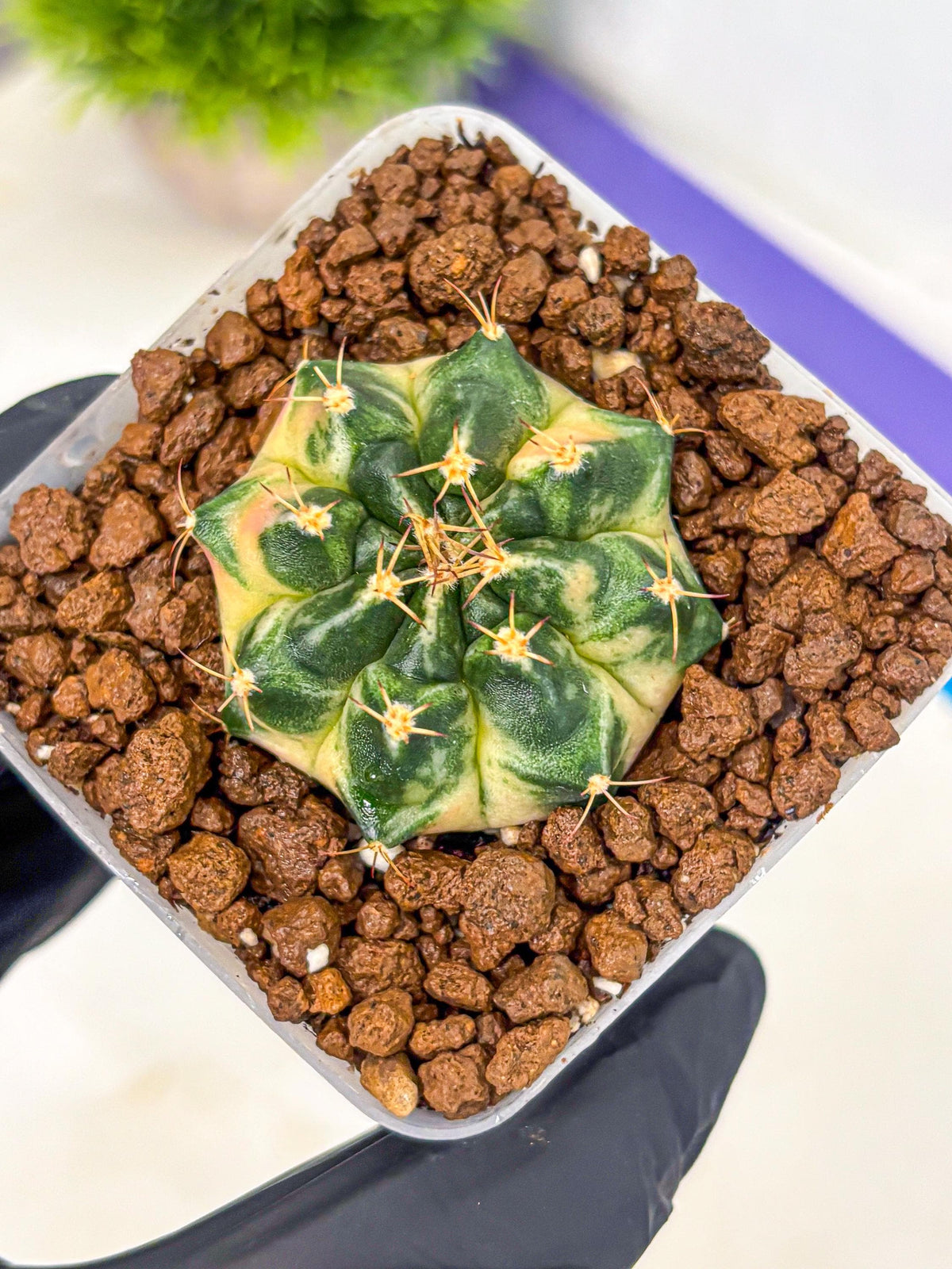 Gymnocalycium Giant Pumpkin (gy22) (10) | Special Hybrid cactus