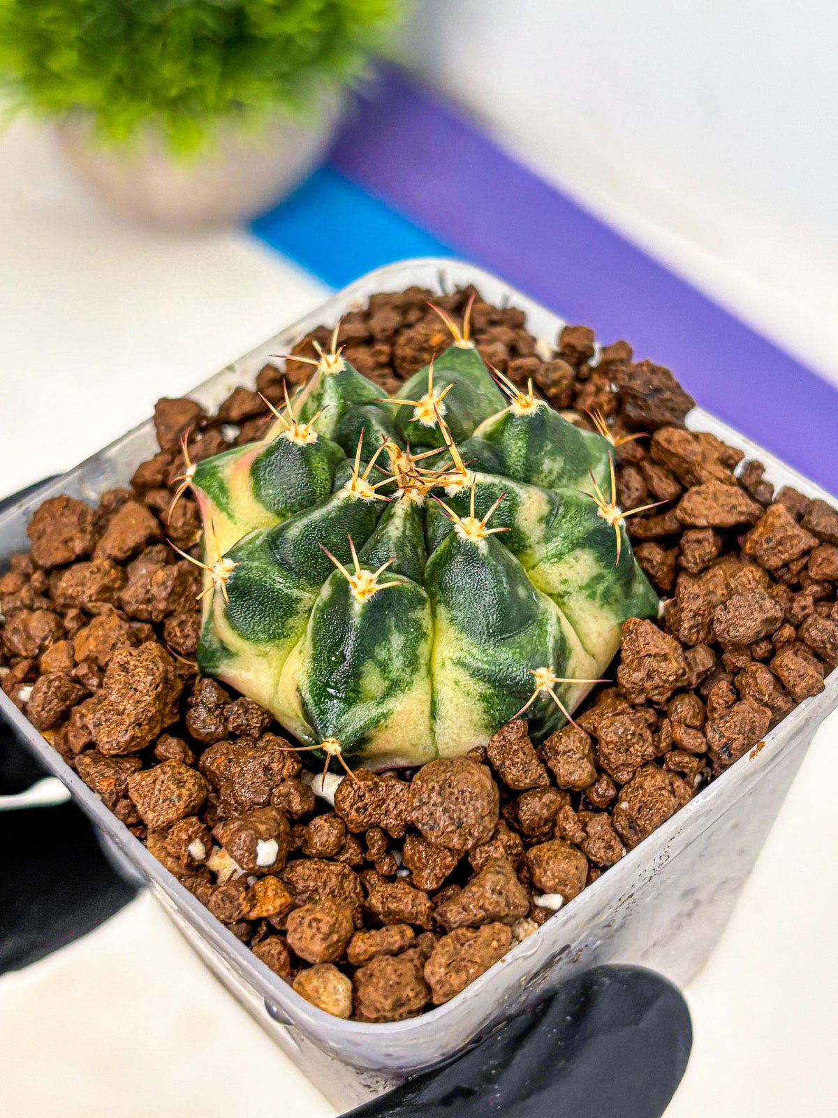 Gymnocalycium Giant Pumpkin (gy22) (10) | Special Hybrid cactus