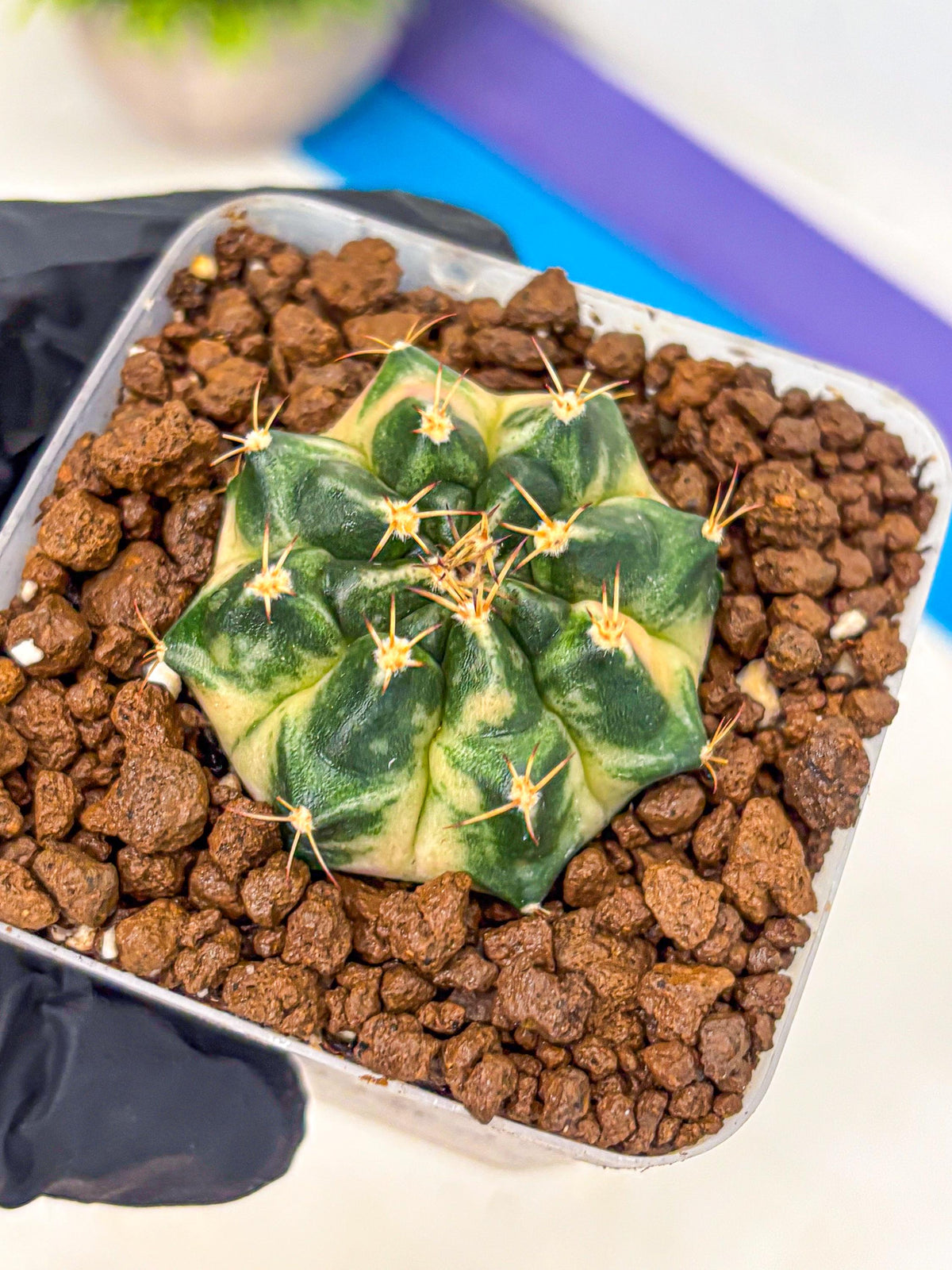 Gymnocalycium Giant Pumpkin (gy22) (10) | Special Hybrid cactus