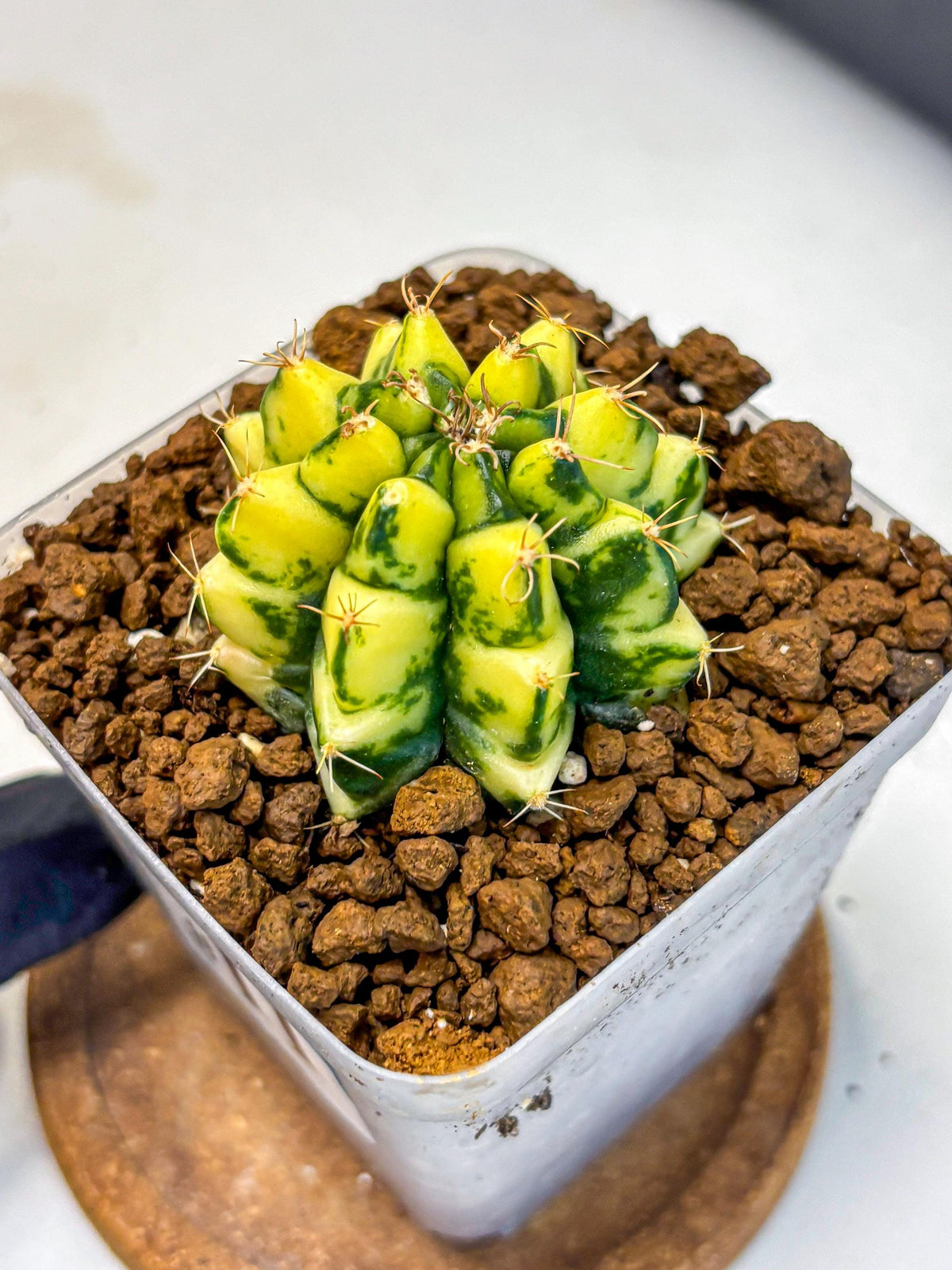 Gymnocalycium Kira (gy22) (11) | Special Hybrid cactus