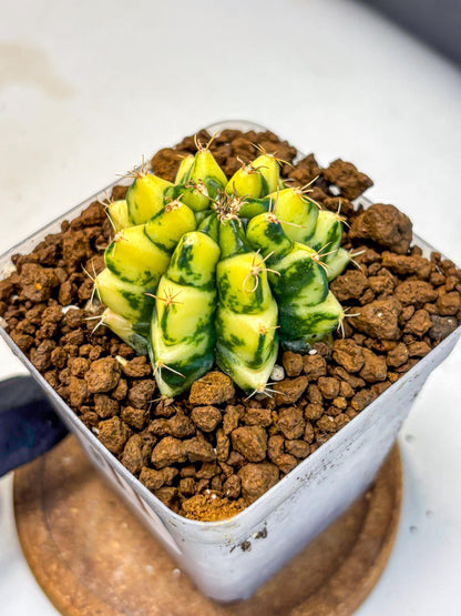 Gymnocalycium Kira (gy22) (11) | Special Hybrid cactus
