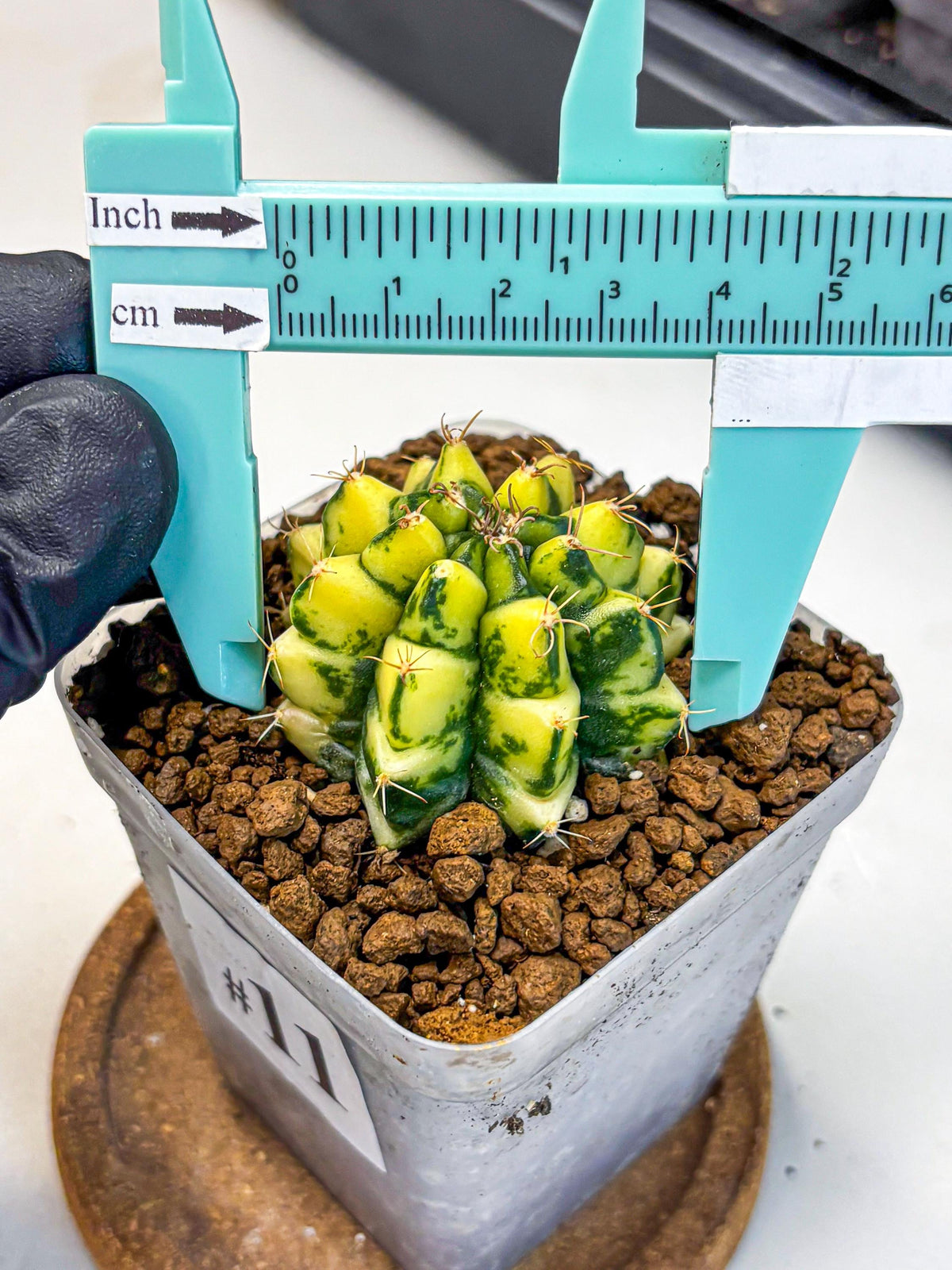 Gymnocalycium Kira (gy22) (11) | Special Hybrid cactus