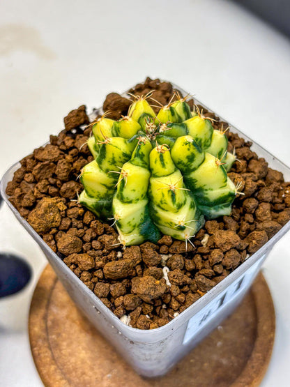 Gymnocalycium Kira (gy22) (11) | Special Hybrid cactus
